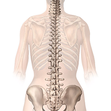 Vista radiográfica de la ilustración de la médula espinal masculina